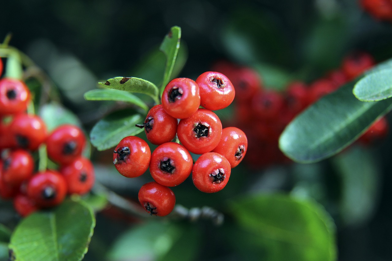 若俱乐部决 若俱乐部决